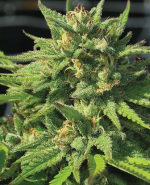 Bigfoot Glue > Humboldt seed Company | Graines Féminisées  |  Sativa